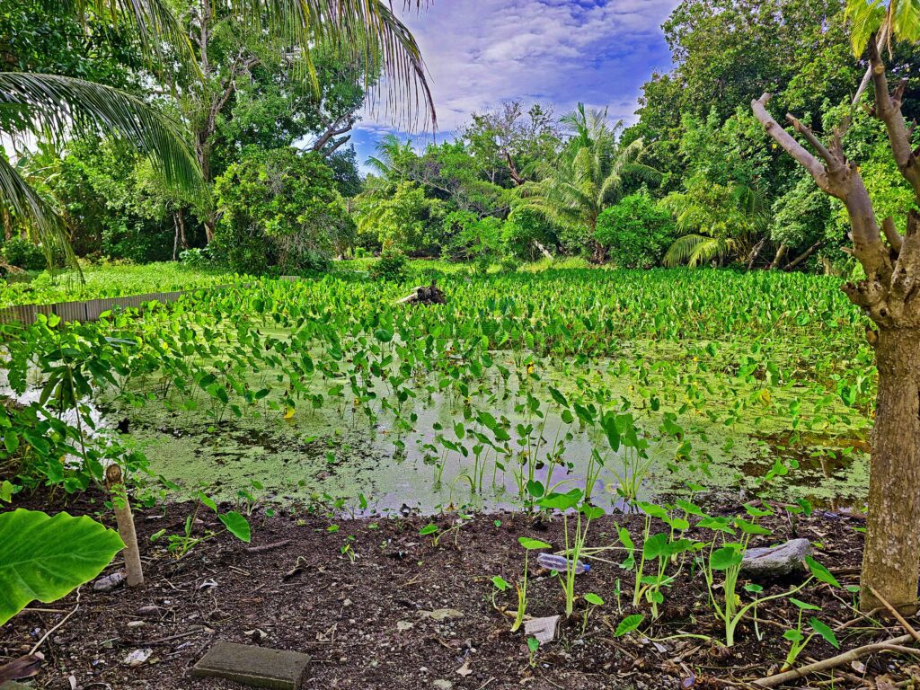Taro field