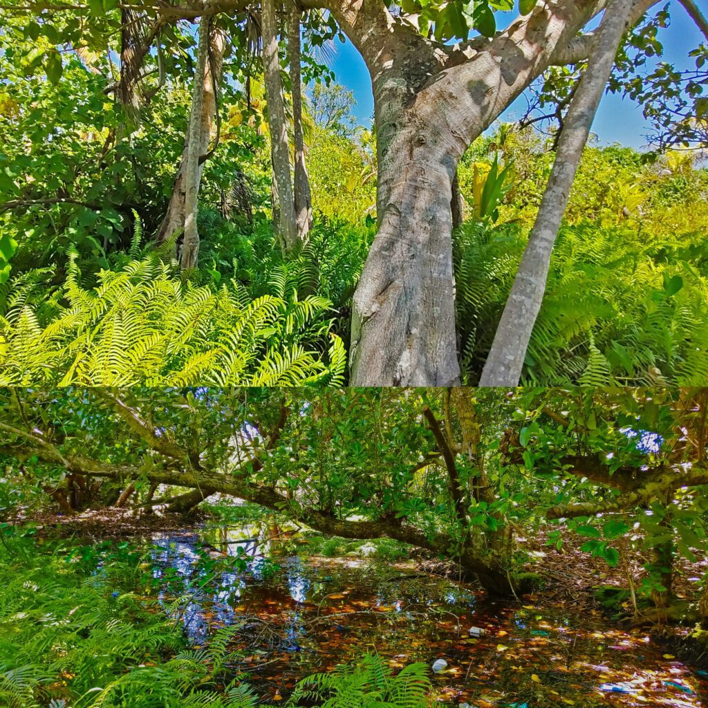 A wetland, banyan tree and ferns in Fuvahmulah.