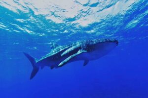 Whale sharks give live birth