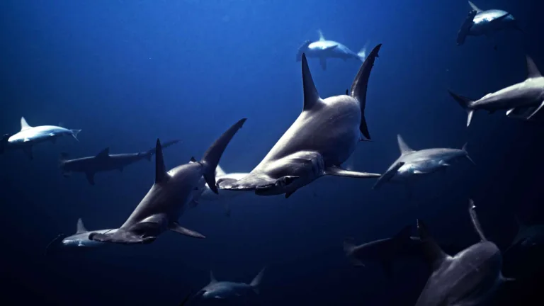 Hammerhead shark: the unusual predator of the deep