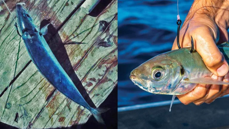 The popular upper shoulder rigging method for baitfish