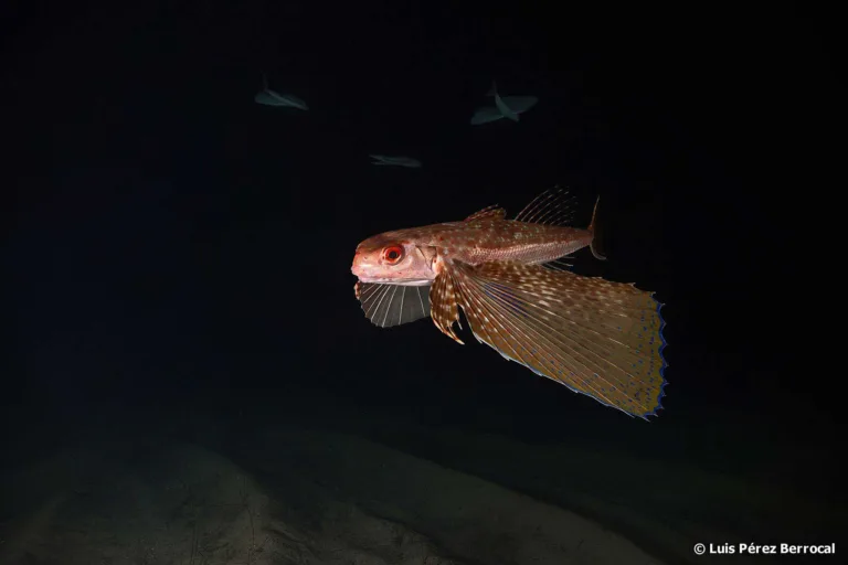 Wings of the Abyss: The Bizarre ‘Walking’ Flyer of Huvadhoo Atoll