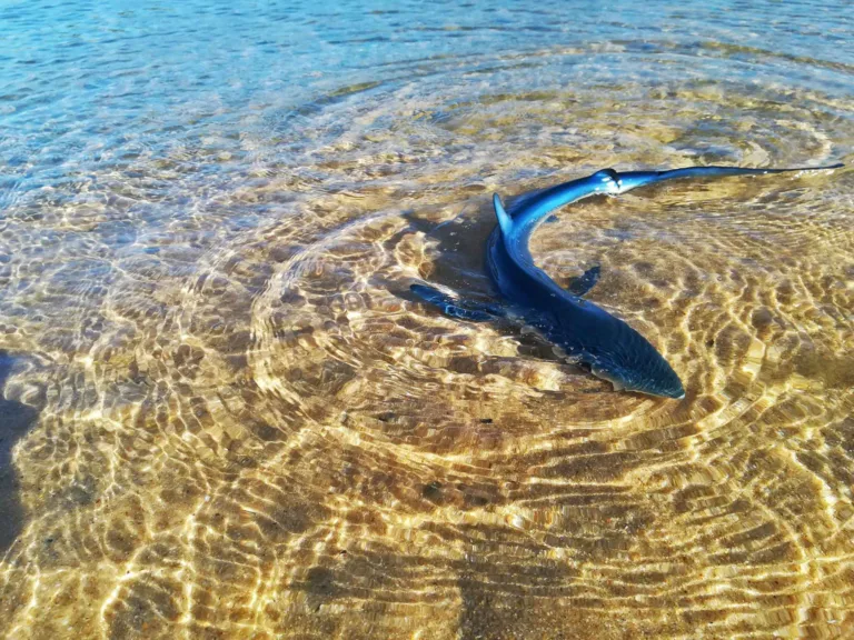 The Indigo Noma: Tracking the blue Shark
