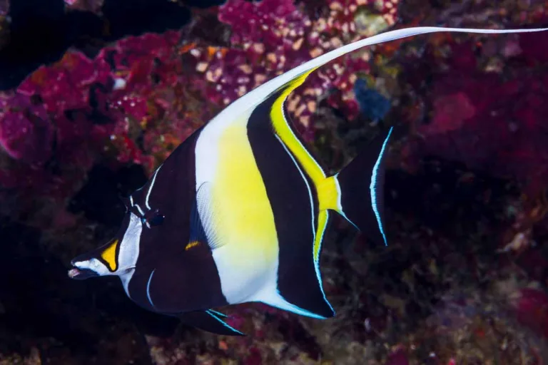 Moorish Idol: An Icon Shaped by Elegance and Endurance