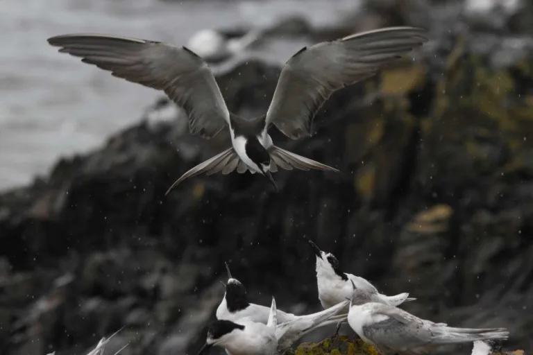 Birds of the Central Maldives