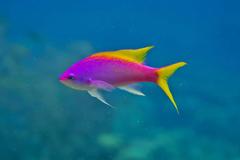 Yellowback anthias — Colour suspended in the reef’s light