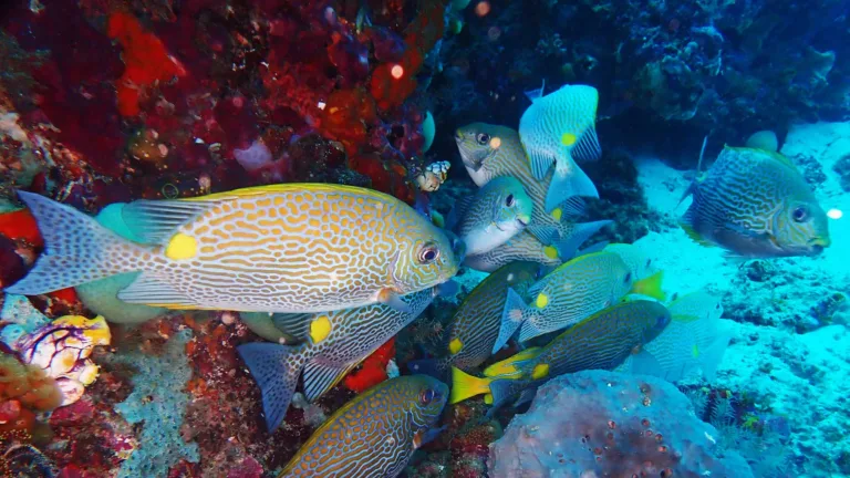 Goldlined Rabbitfish