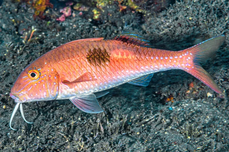 The Shadow Spot of the Reef