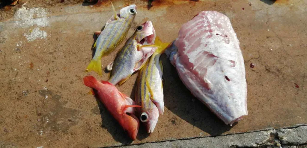 A Blue Striped Snapper, a Triggerfish, and a local reef fish filleted side-by-side using the traditional Maldivian gill-removal and fin-trimming technique