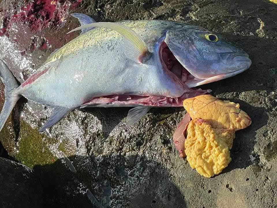 A Bluefin Trevally being filleted in the traditional Maldivian style, showing the precise removal of the gills and fins
