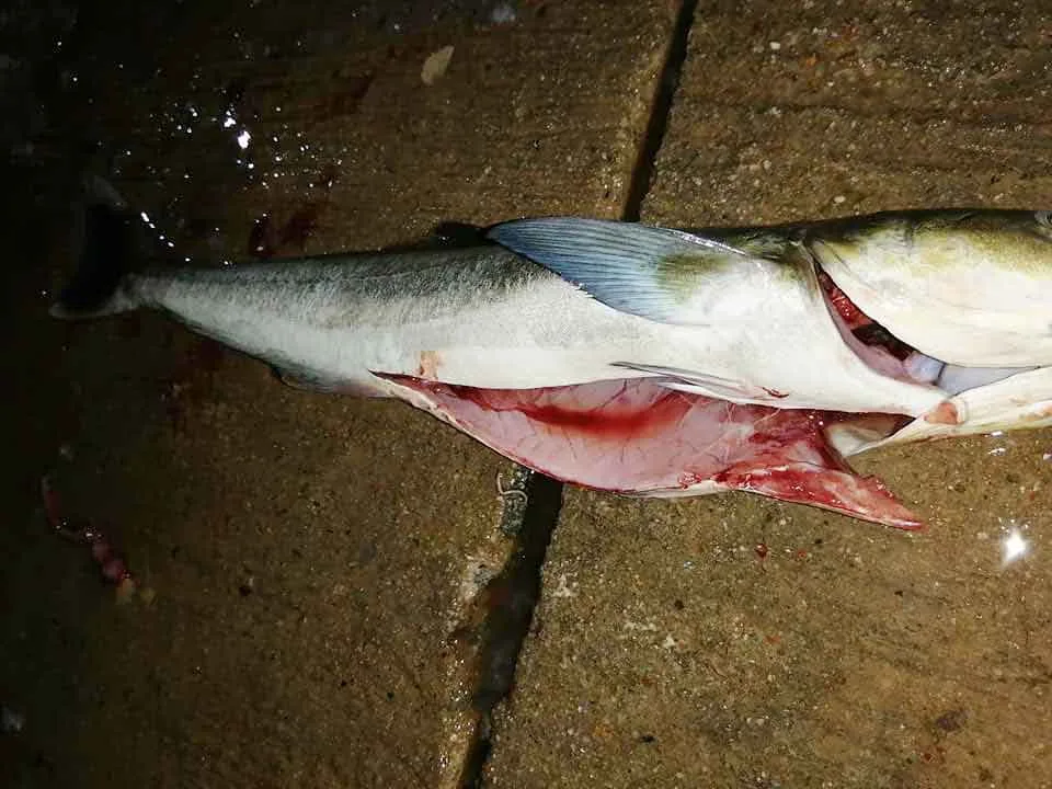 A Cobia fish filleted using traditional Maldivian techniques, showcasing the clean removal of the thick skin and spinal linden