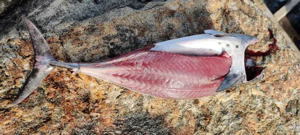 A fresh Kawakawa tuna being filleted in the Maldives, showing the specialized removal of the dark loin and belly sections.