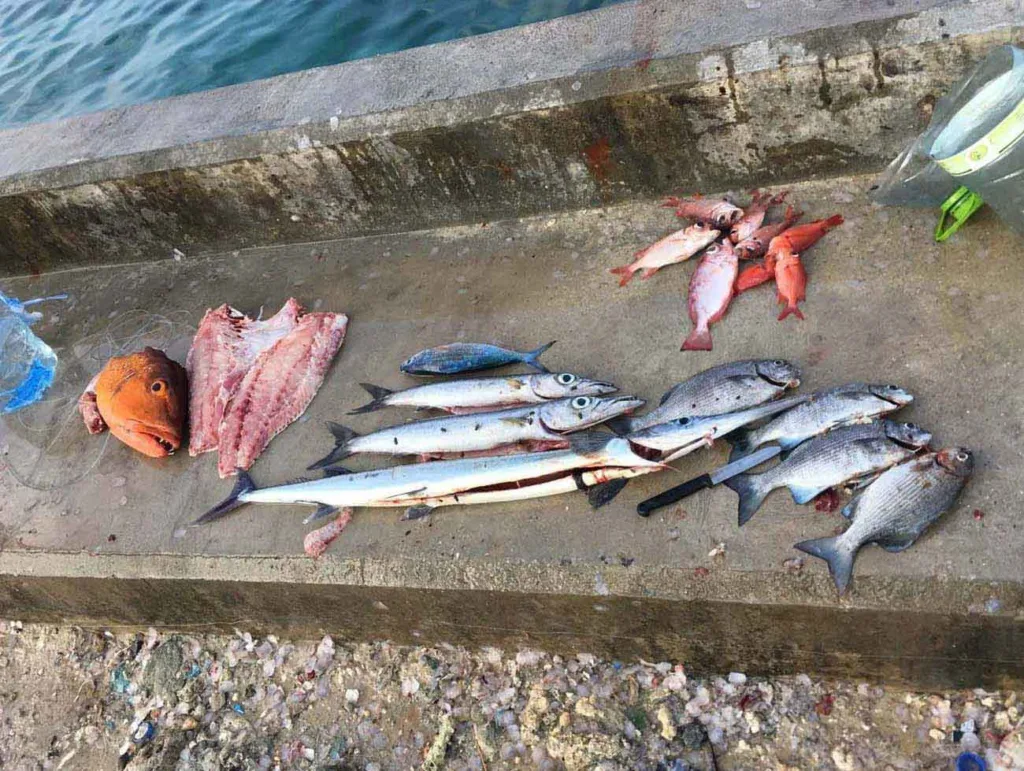 A diverse collection of Maldivian reef fish filleted and cleaned.