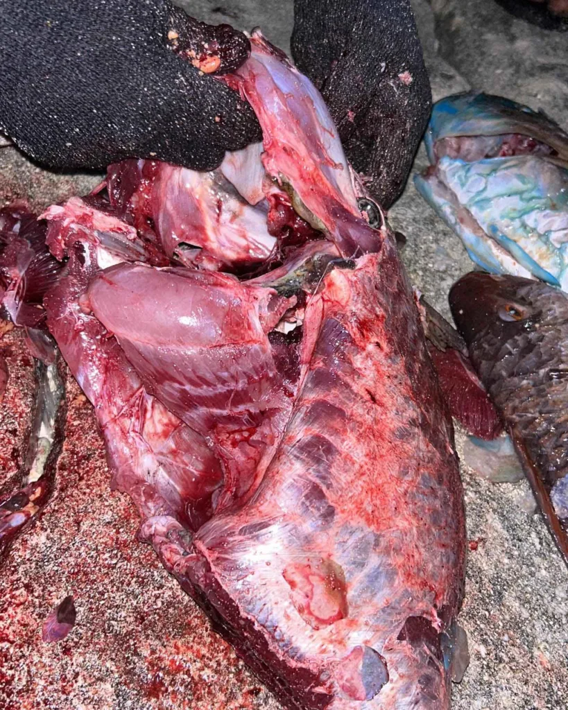 A Triggerfish filleted using Maldivian techniques, highlighting the removal of the tough skin and the signature locking dorsal spine.