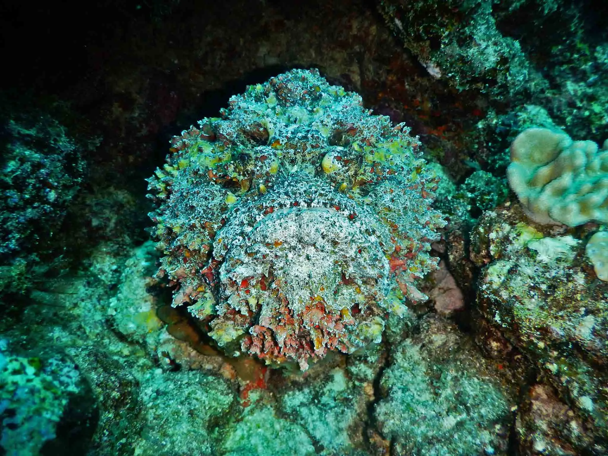 A Stonefish (Synanceia verrucosa) camouflaged against a dark, rocky reef background, highlighting its warty texture and sedentary posture.