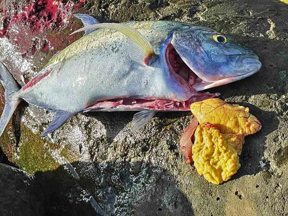 A cleaned trevally with its roe removed and displayed beside the fish in the Maldives.