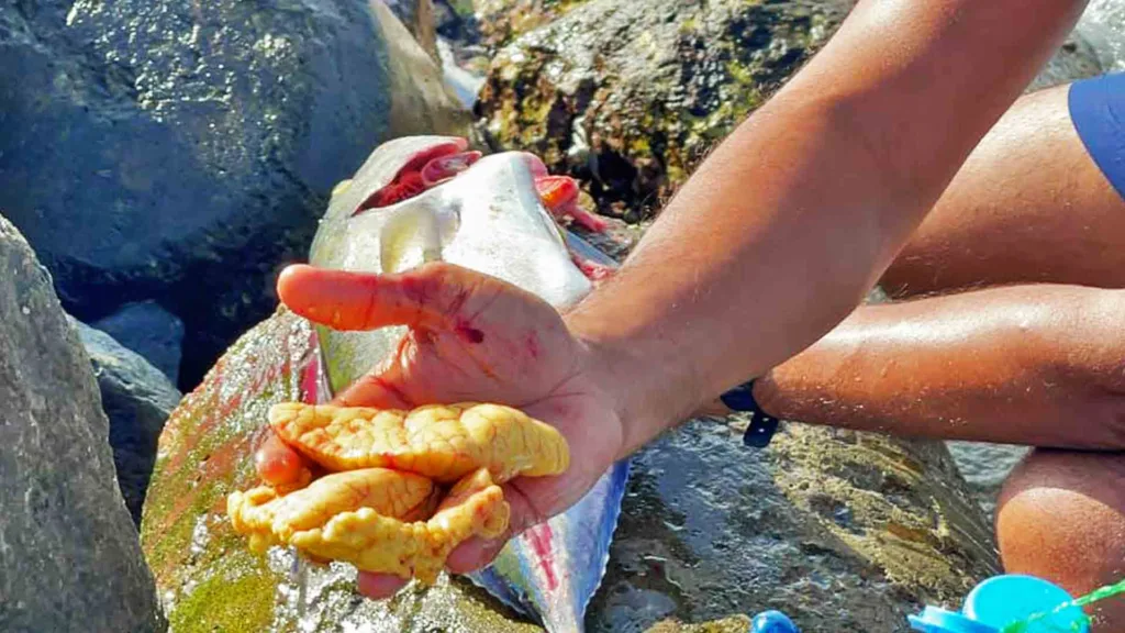 Fresh trevally roe from a trevally caught in the Maldives.