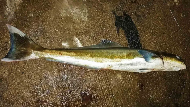 Cobia caught by an Niyaz while fishing near the northern jetty of Malé, Maldives.