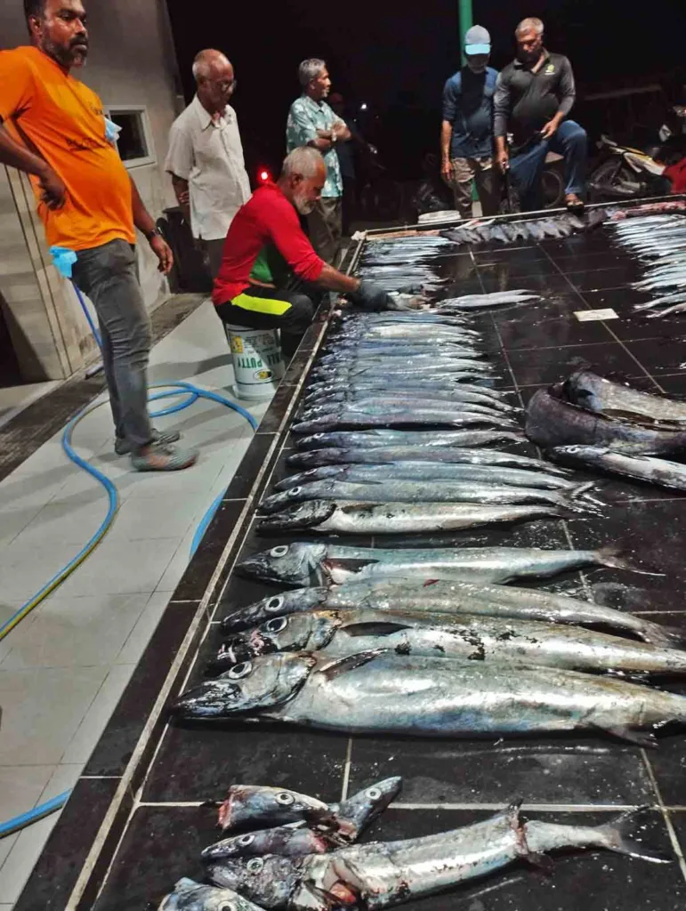 Freshly caught Kattelhi fish laid out in rows on tiled display tables at the local fish market in Fuvahmulah, Maldives, while fishermen and buyers gather around.