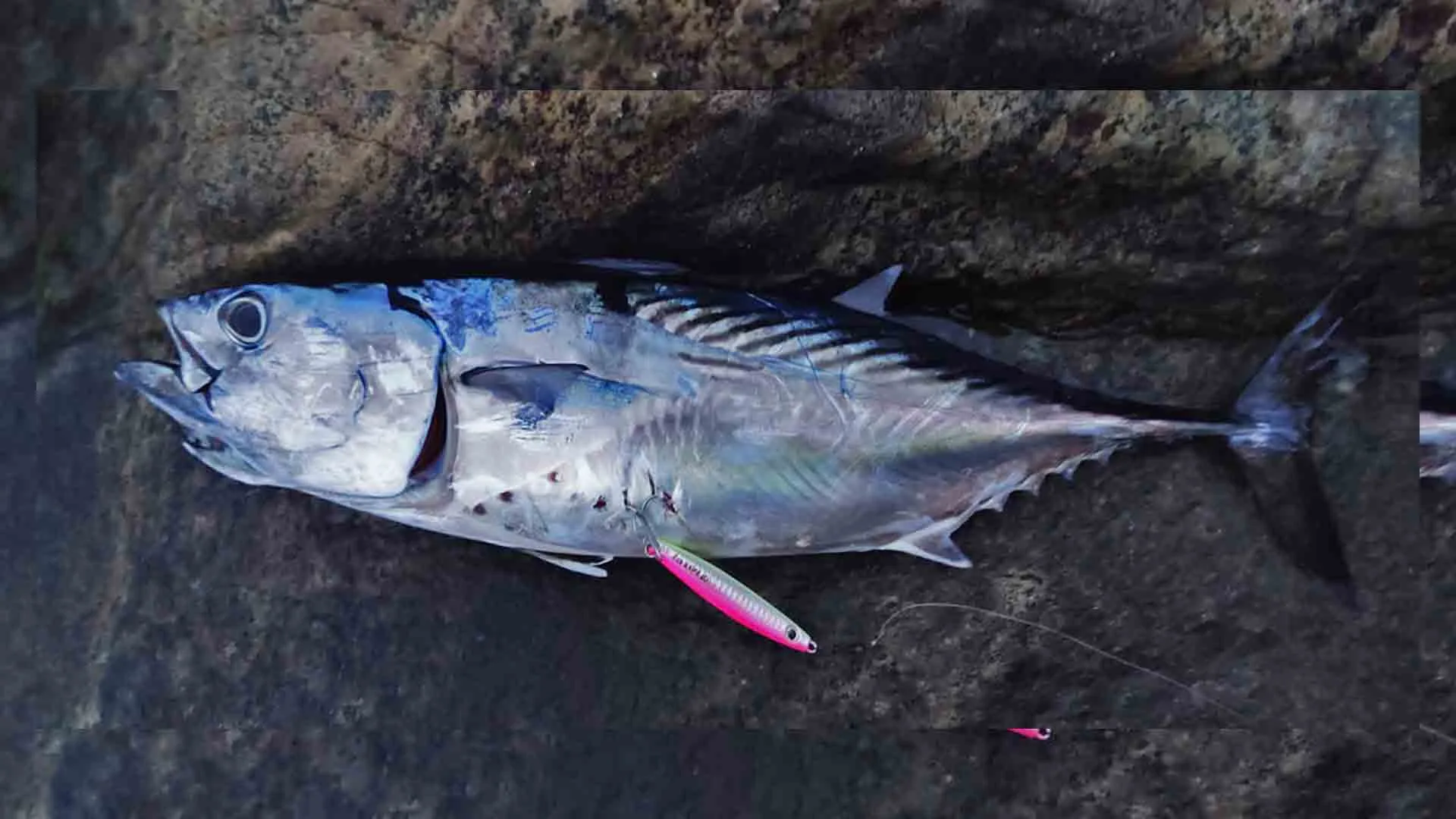 A freshly caught kawakawa tuna resting on a rocky surface in Malé with a pink fishing lure attached to its belly.