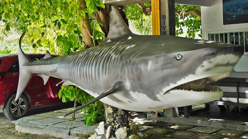 Large shark sculpture outside Pelagic Divers Fuvahmulah in the Maldives