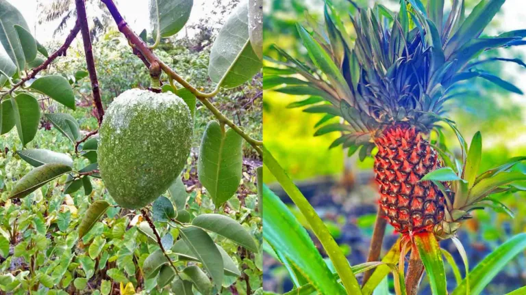 A side-by-side collage featuring a dew-covered green pond apple hanging from a tree branch on the left, and a vibrant red and green pineapple growing amidst lush foliage on the right.