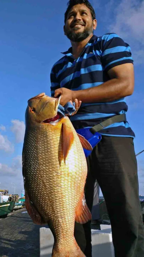 Close-up shot of a large two-spot red snapper held by a Niyaz under a clear blue sky in the Maldives