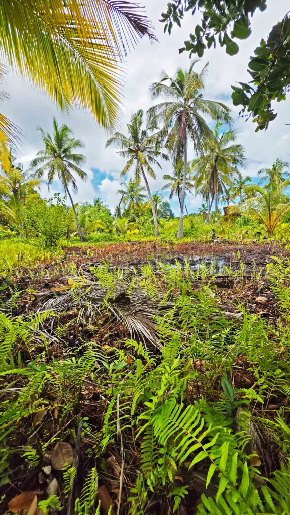A lush wetland area near a freshwater lake in Fuvahmulah, featuring vibrant green ferns in the foreground, muddy standing water, and tall coconut palm trees under a cloudy sky.